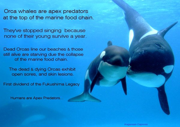 orcas stopped singing