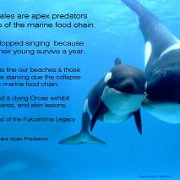 orcas stopped singing