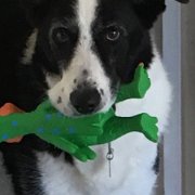 Cricket (rip 2005-2016)